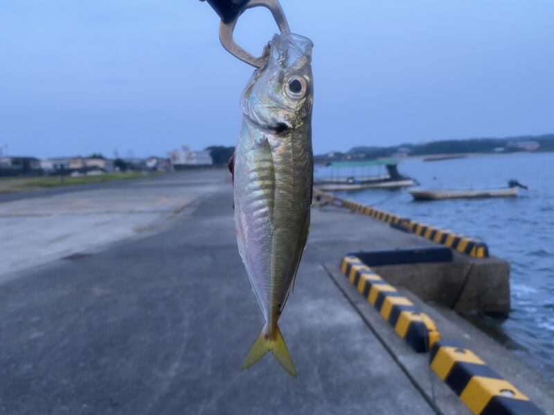 アジ釣り小僧 畔蛸漁港