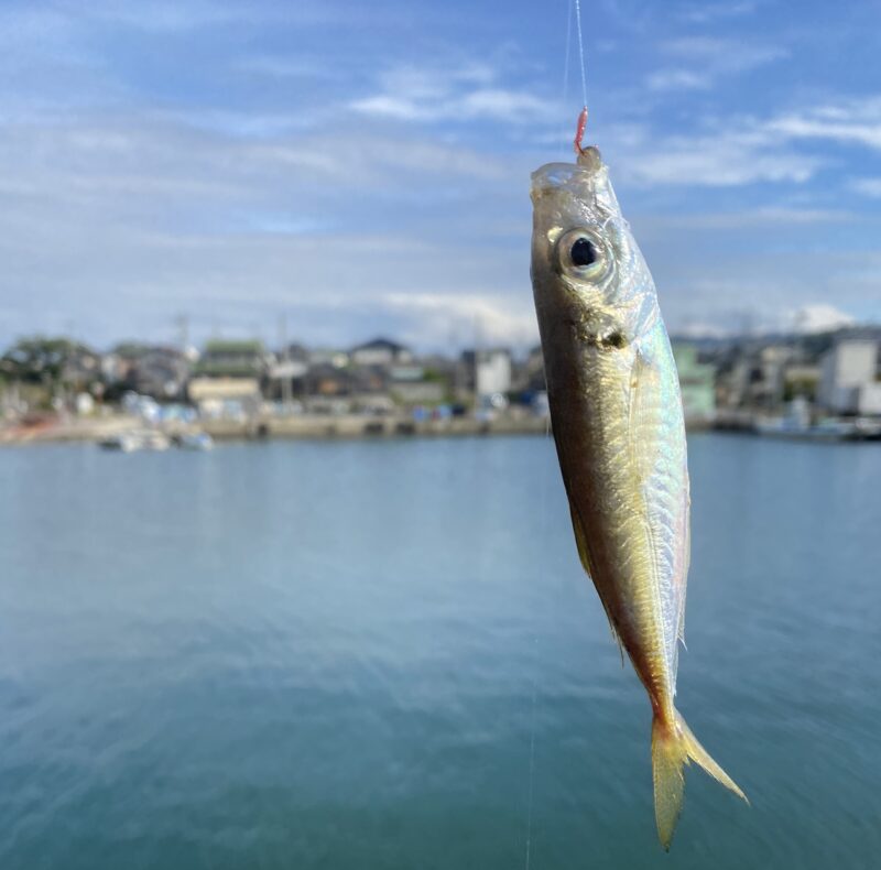 アジ釣り小僧　西鳥取漁港