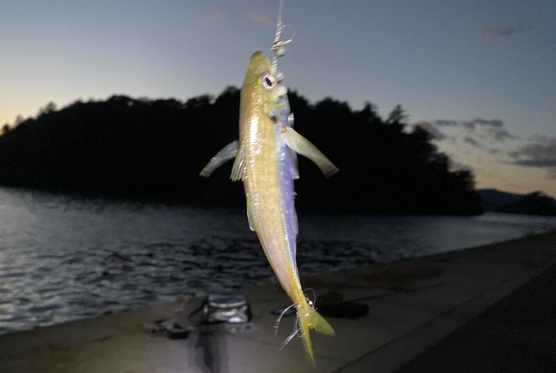 アジ釣り小僧 出島港