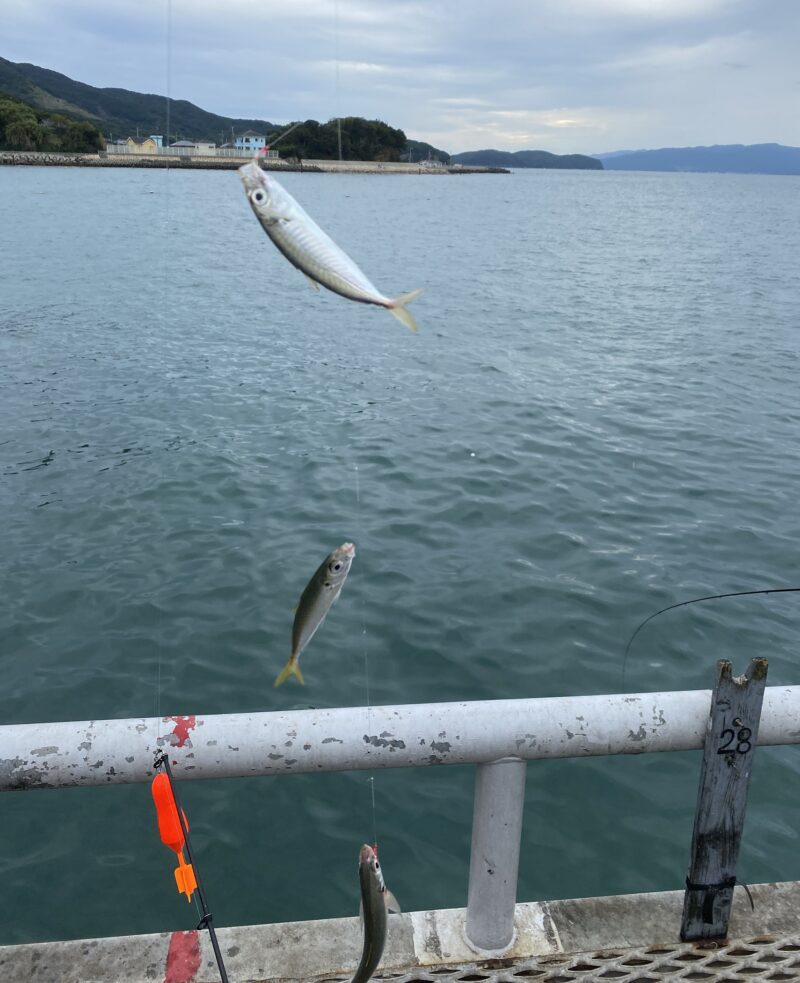 アジ釣り小僧　とっとパーク小島