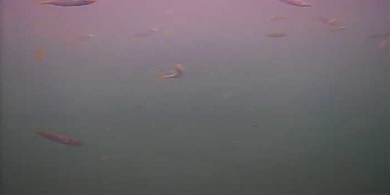 アジ釣り小僧　水橋漁港