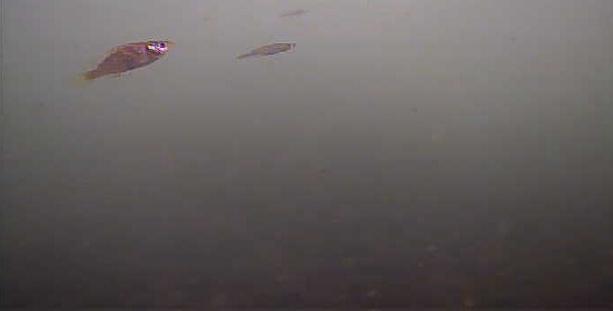 アジ釣り小僧　稲生港石積み防波堤