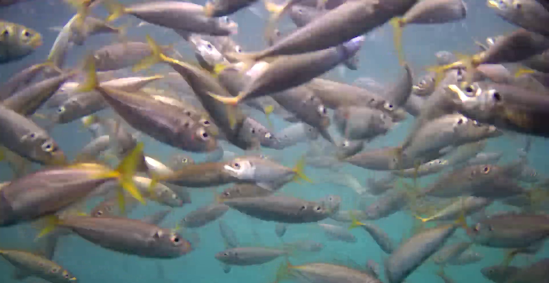 アジ釣り小僧　小島漁港