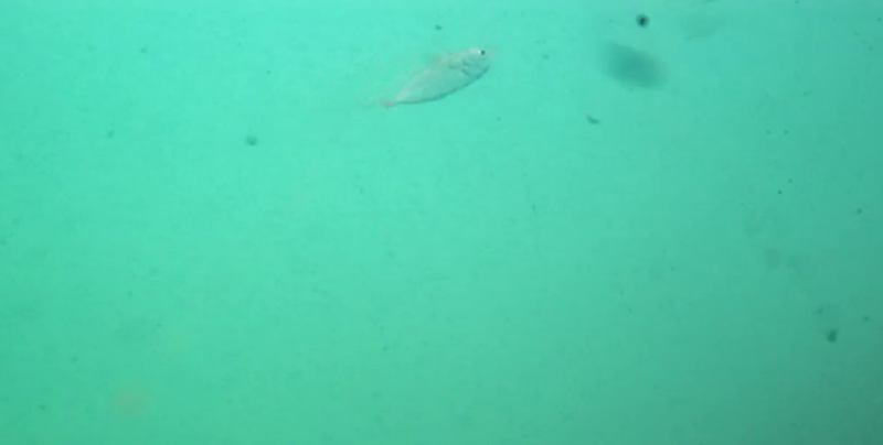 アジ釣り小僧　こめぐりの郷公園