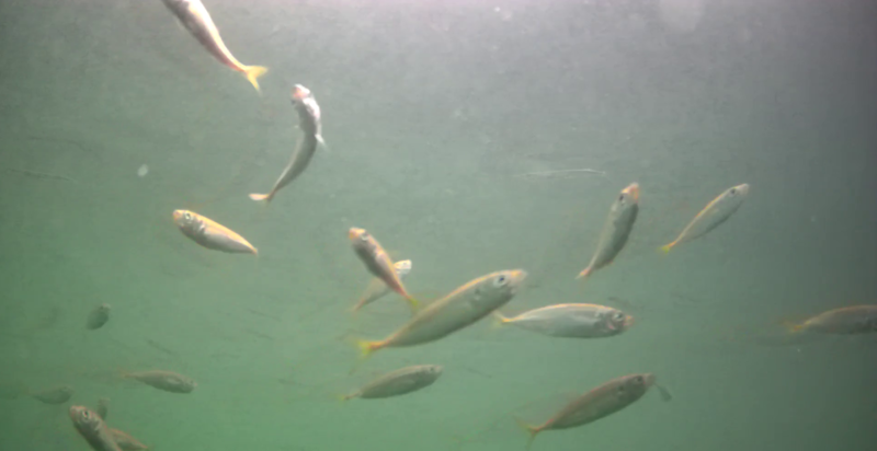 アジ釣り小僧　出雲崎漁港