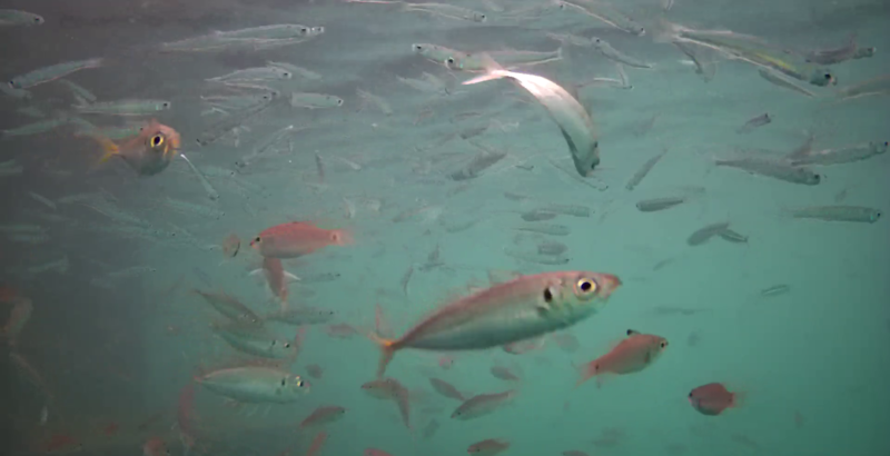 アジ釣り小僧 和具漁港