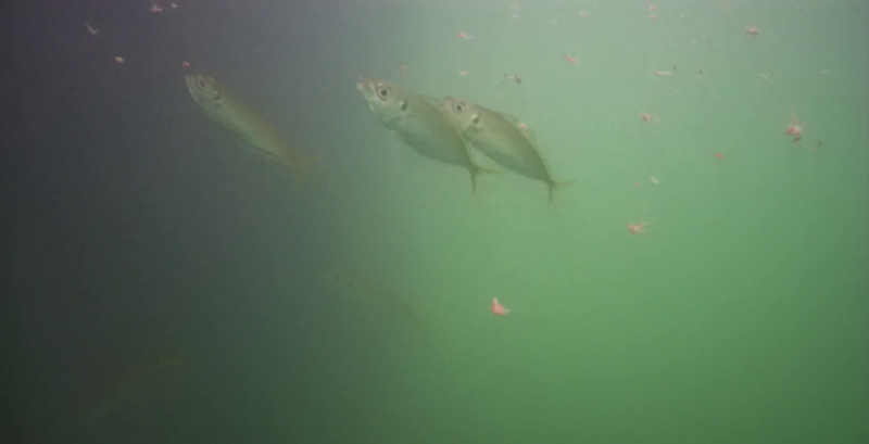 アジ釣り小僧 神明漁港