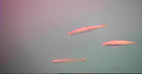 アジ釣り小僧 越賀漁港