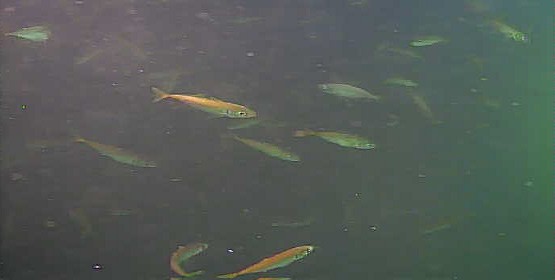 アジ釣り小僧　岩瀬漁港