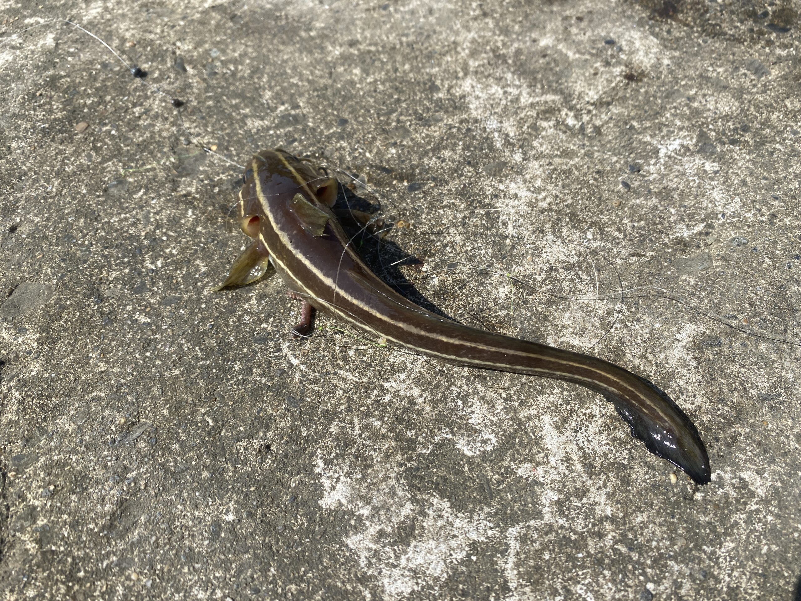館山　丸山堤防　釣り