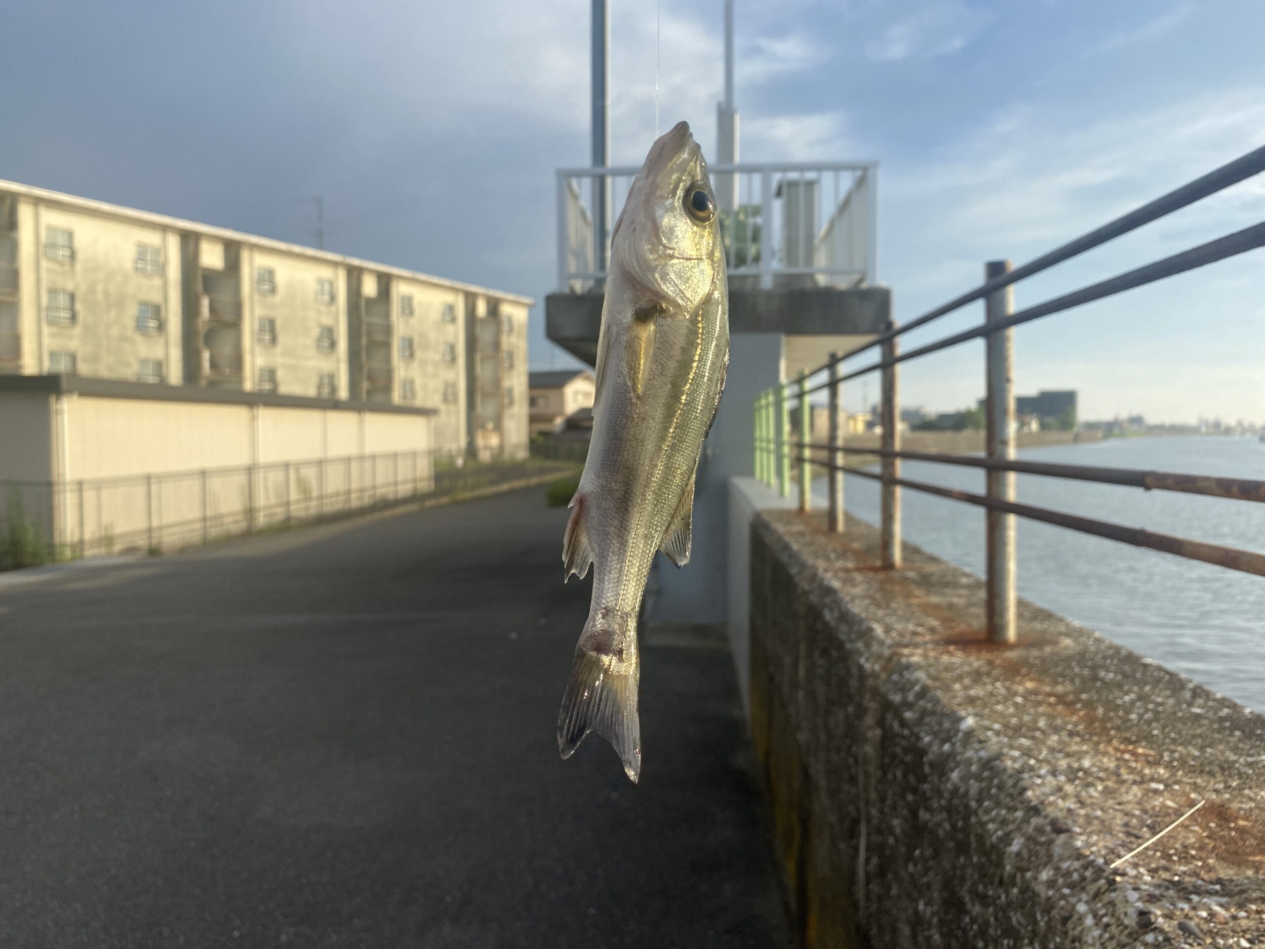 旧江戸川　河原排水機場　釣り　釣果　シーバス