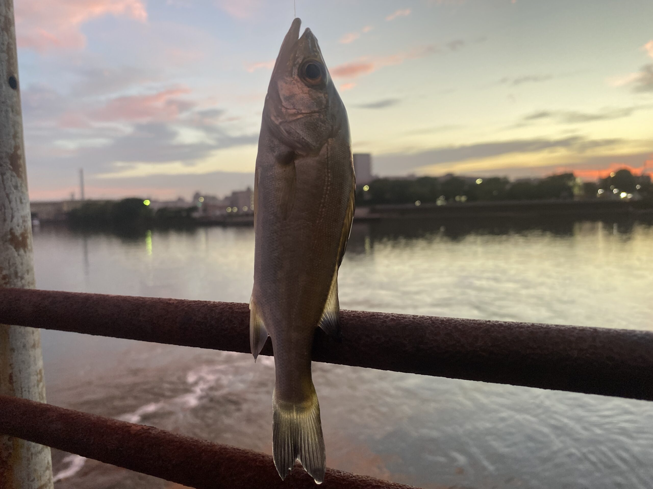 旧江戸川　河原排水機場　釣り　釣果　シーバス