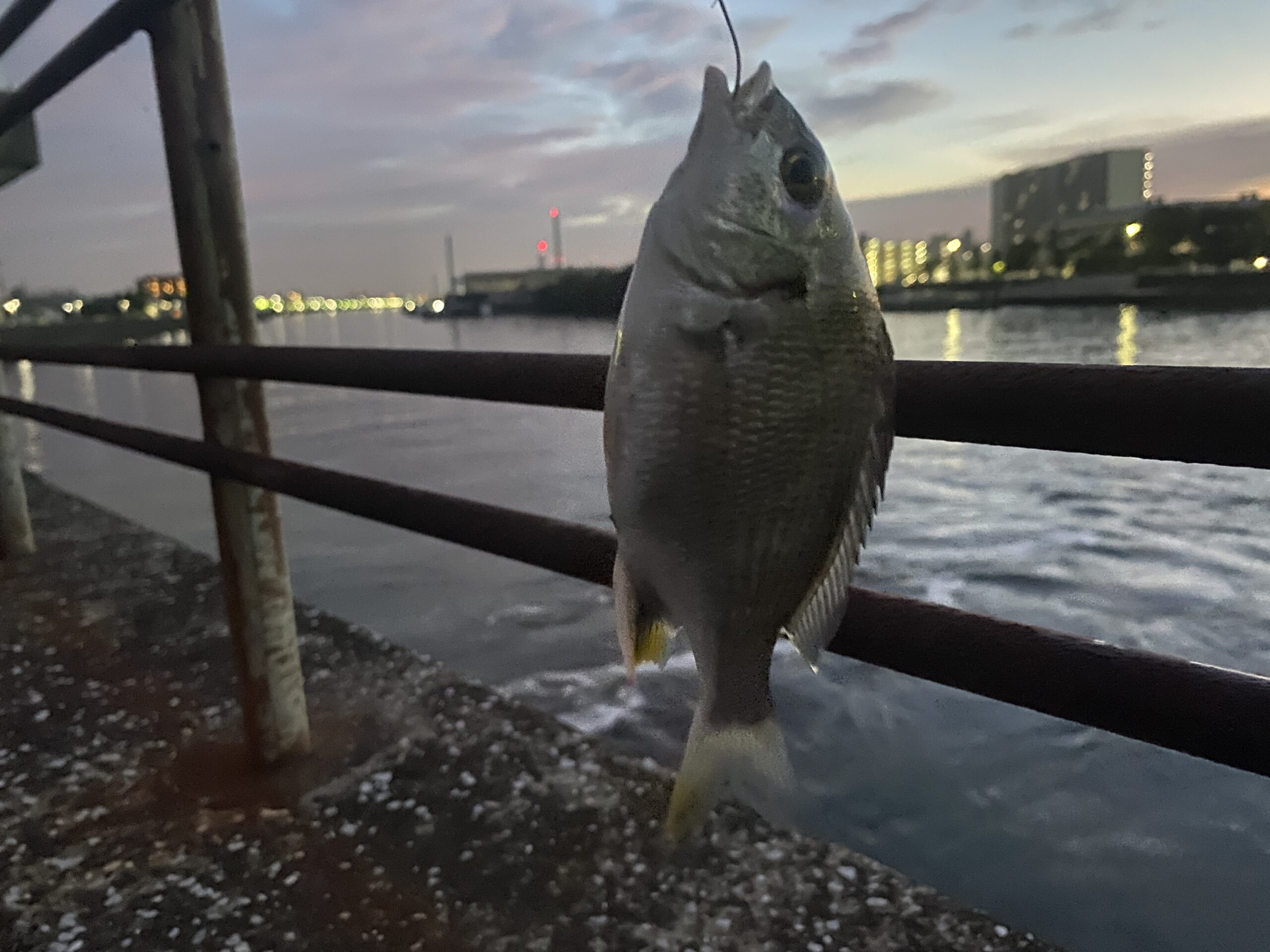 旧江戸川　河原排水機場　釣り　釣果　クロダイ