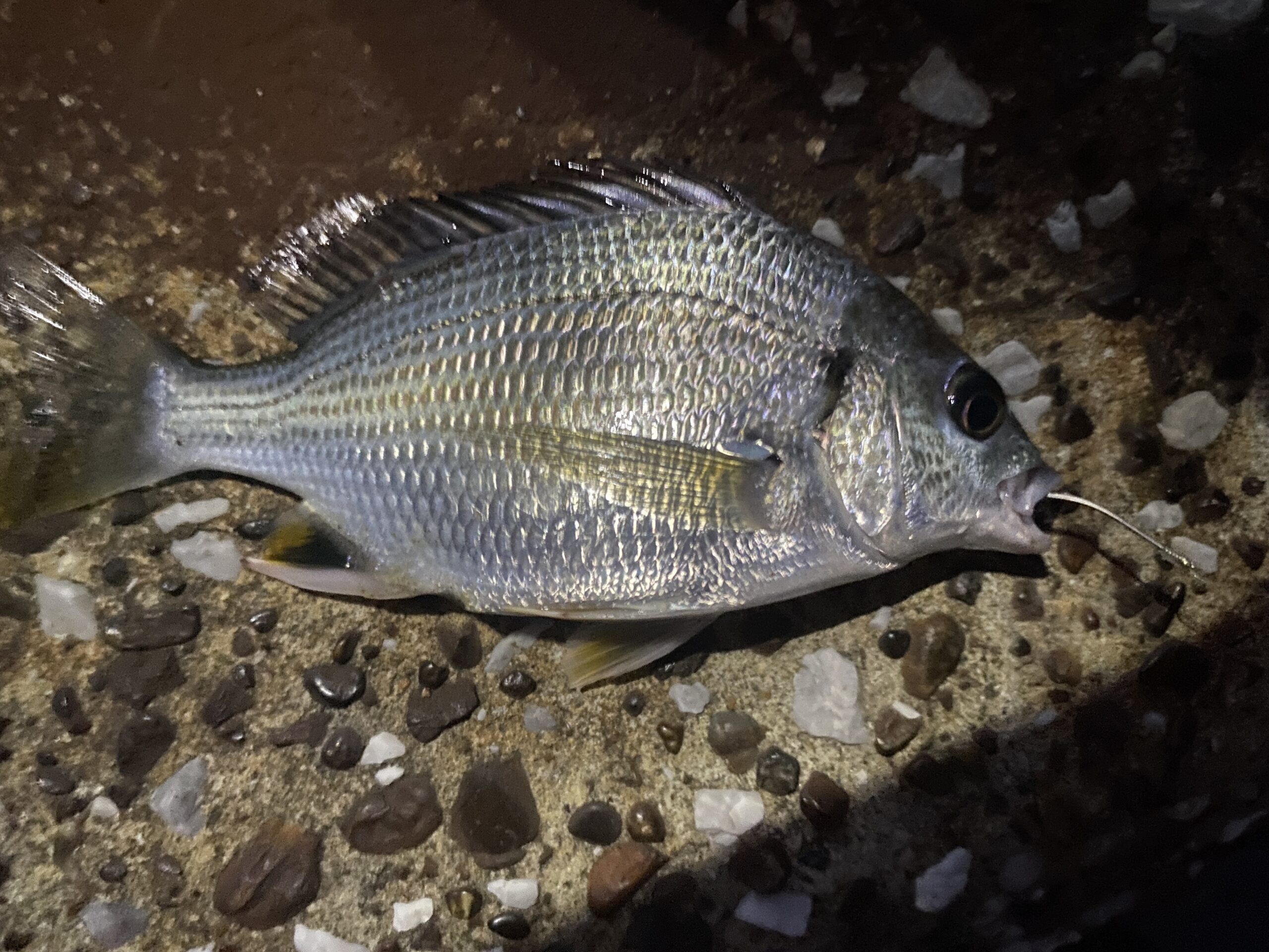 旧江戸川　河原排水機場　釣り　釣果　クロダイ