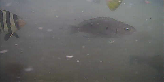 館山　丸山堤防　釣り