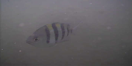 館山　丸山堤防　釣り