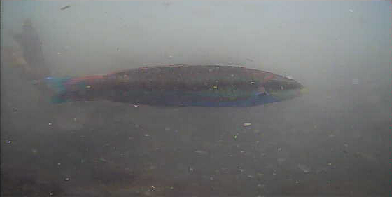 館山　丸山堤防　釣り