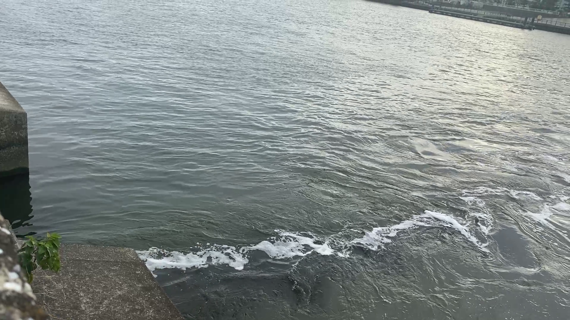 旧江戸川　河原排水機場　釣り