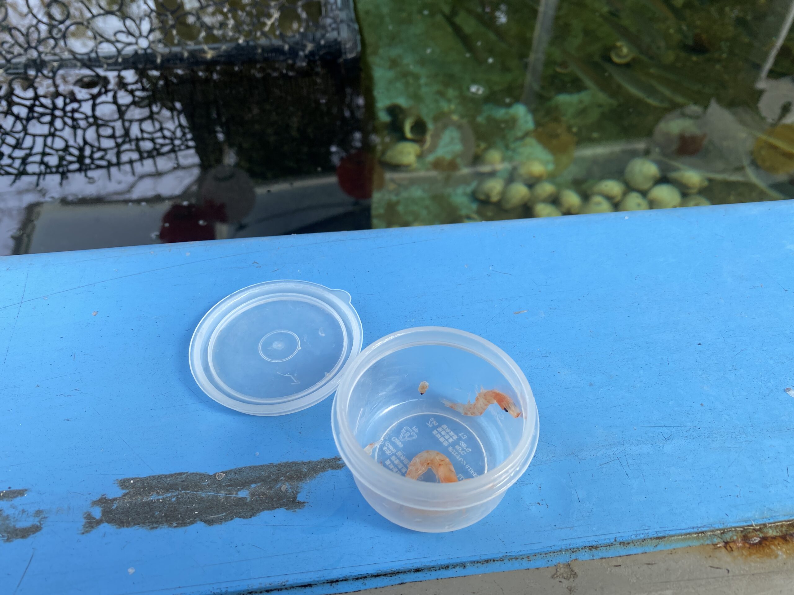 晴れパーク館山　釣り場のグルメ