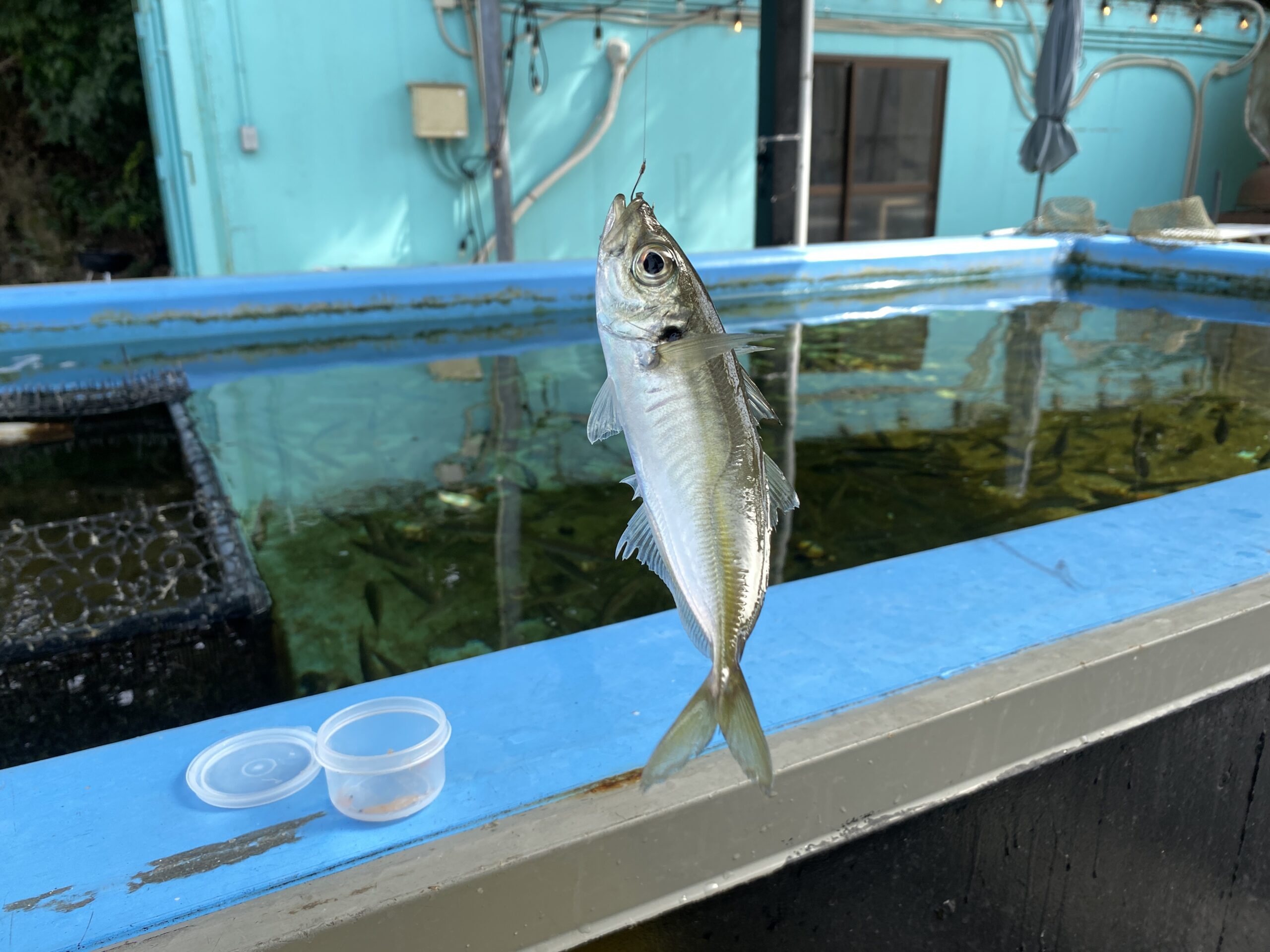 晴れパーク館山　釣り場のグルメ