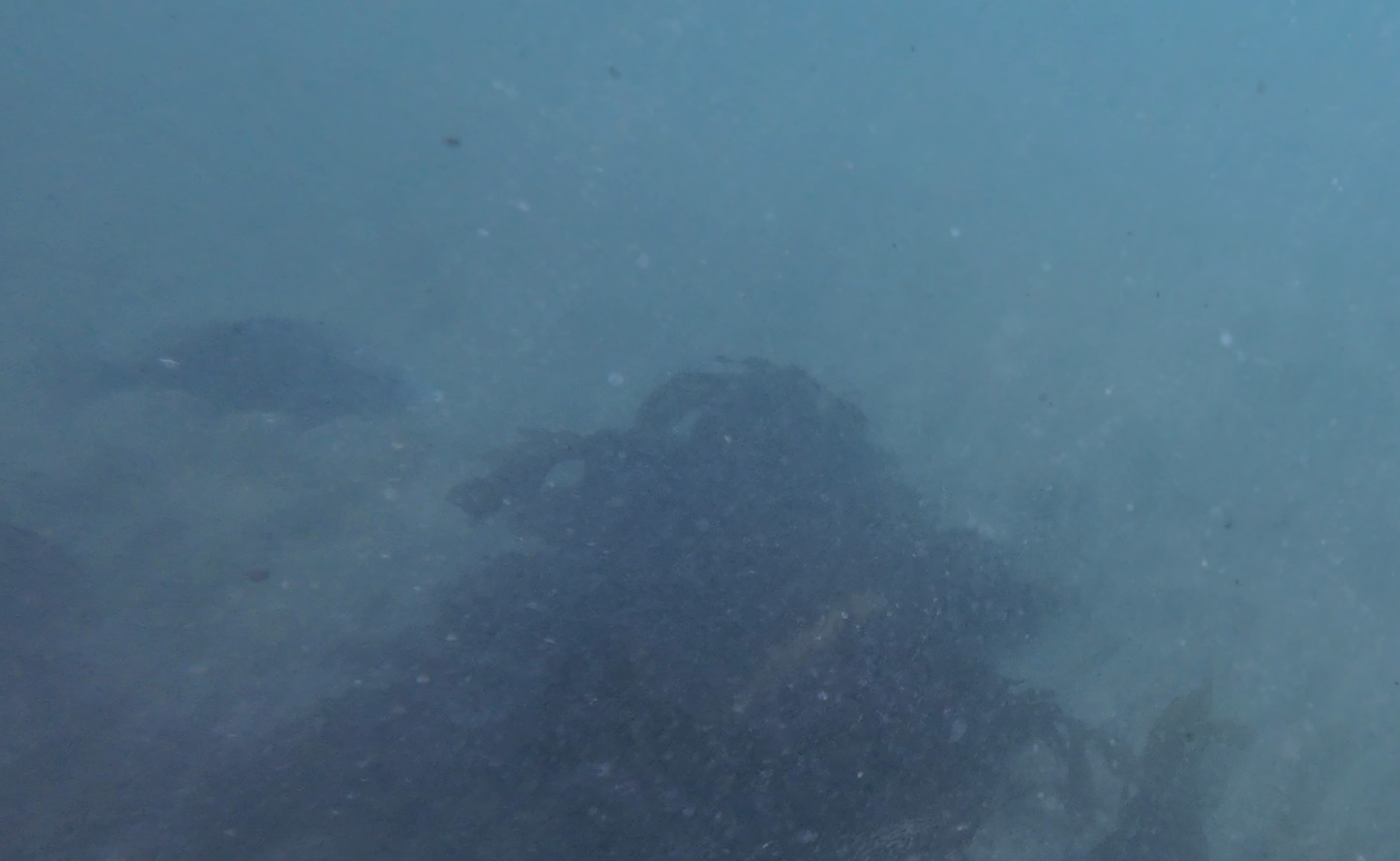 岡本桟橋（原岡桟橋）　釣り