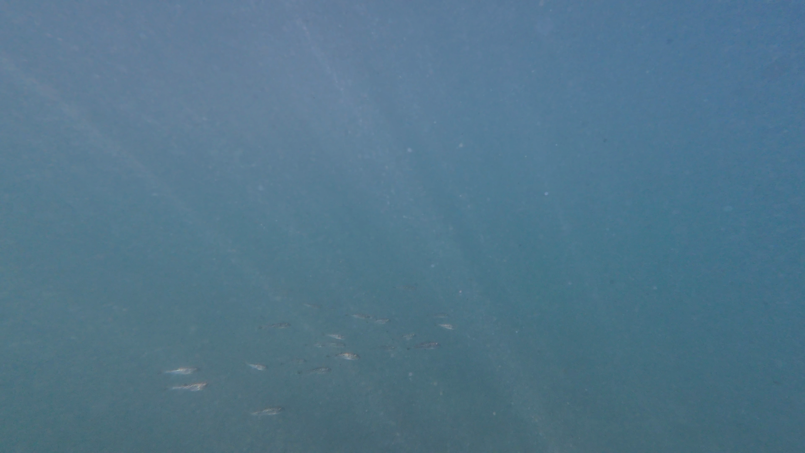 岡本桟橋（原岡桟橋）　釣り