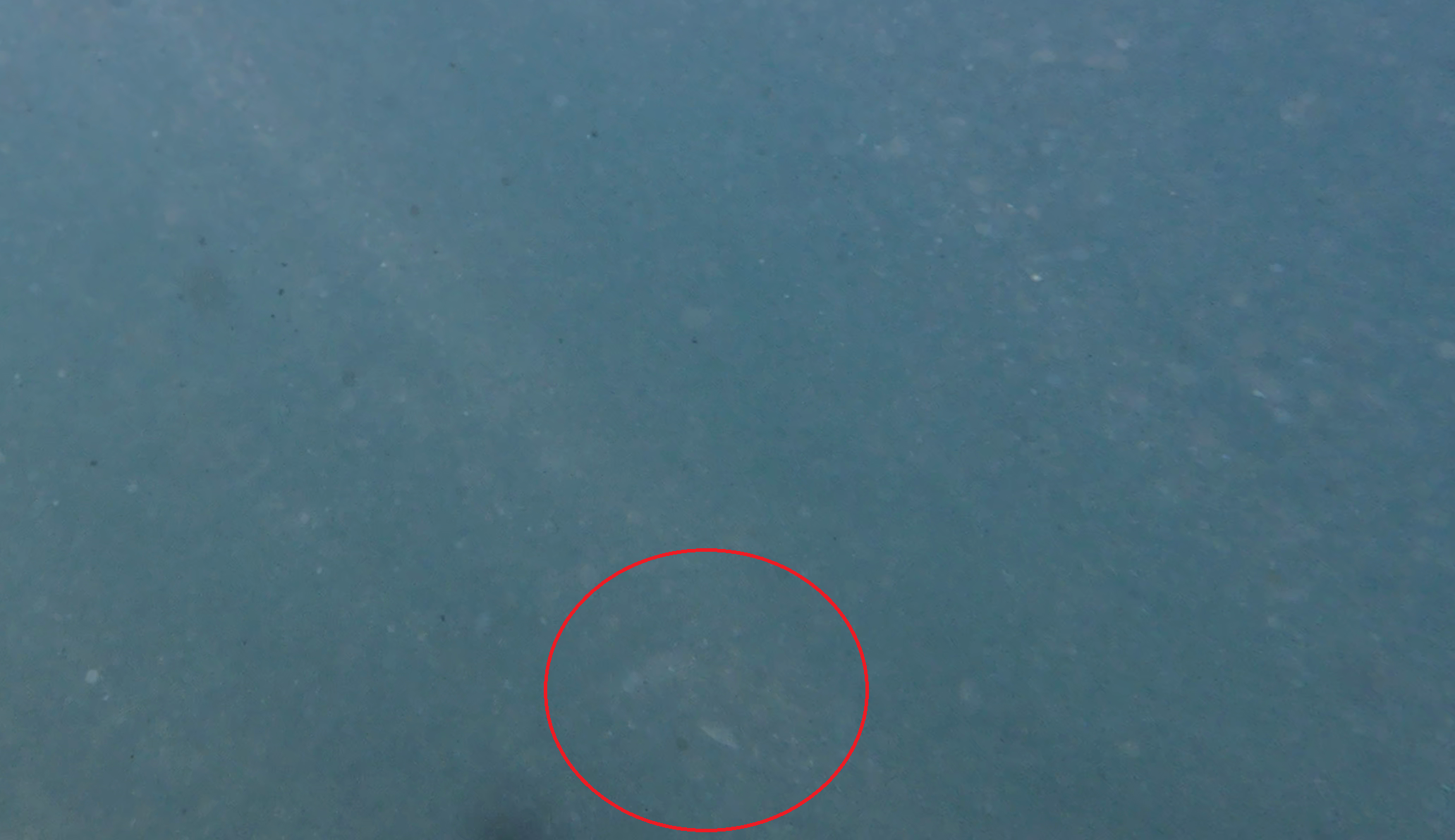 岡本桟橋（原岡桟橋）　釣り