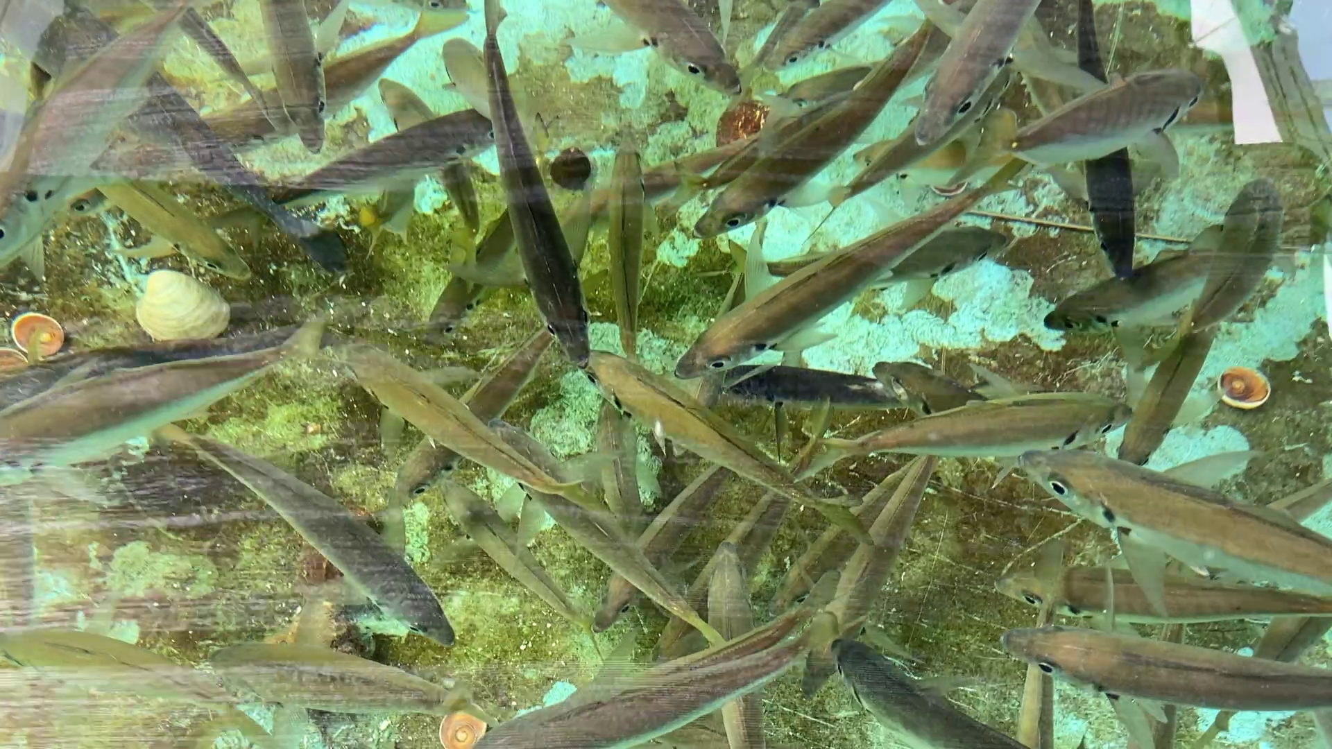 晴れパーク館山　釣り場のグルメ
