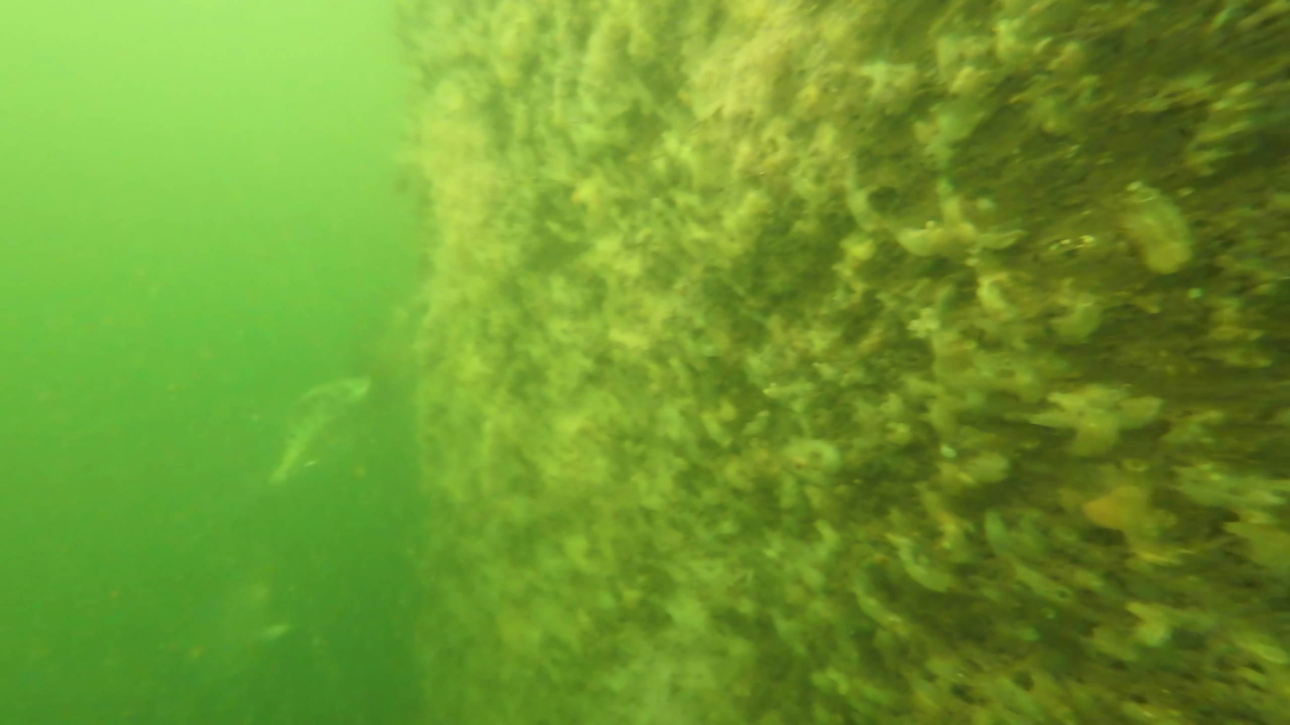 晴海緑道公園　釣り　水中映像