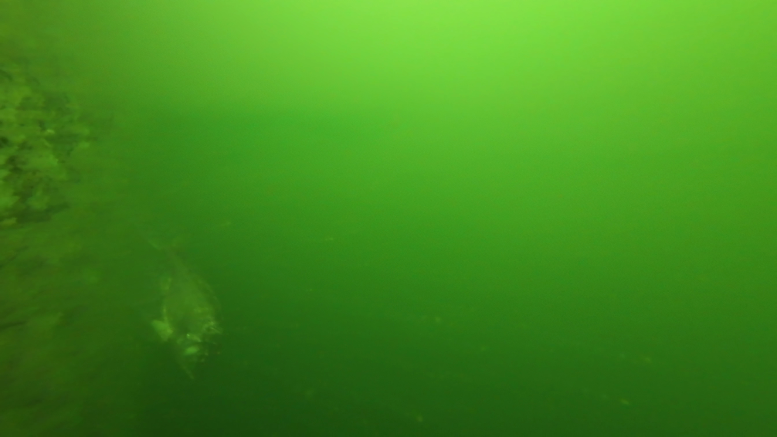晴海緑道公園　釣り　水中映像