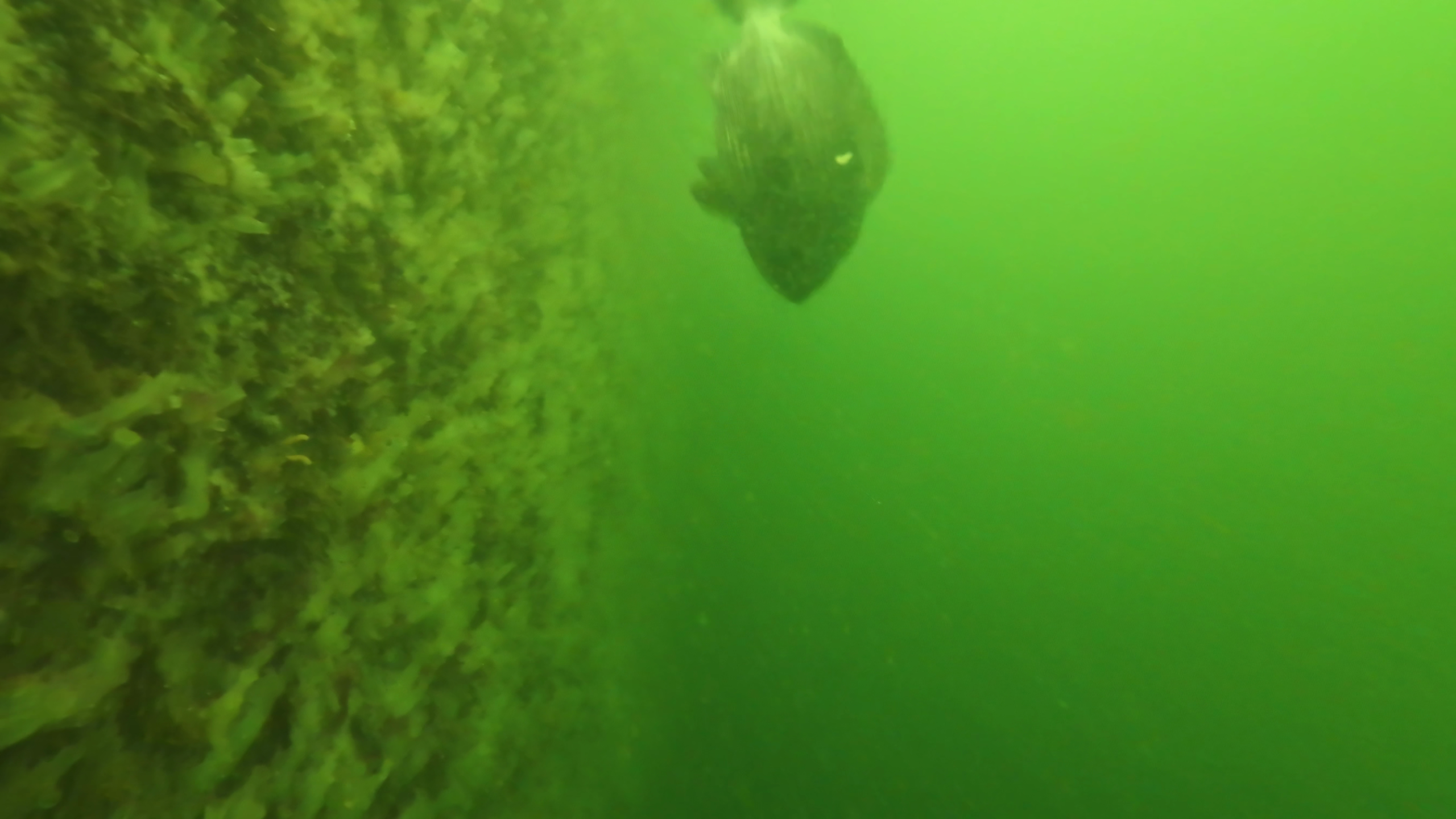 晴海緑道公園　釣り　水中映像