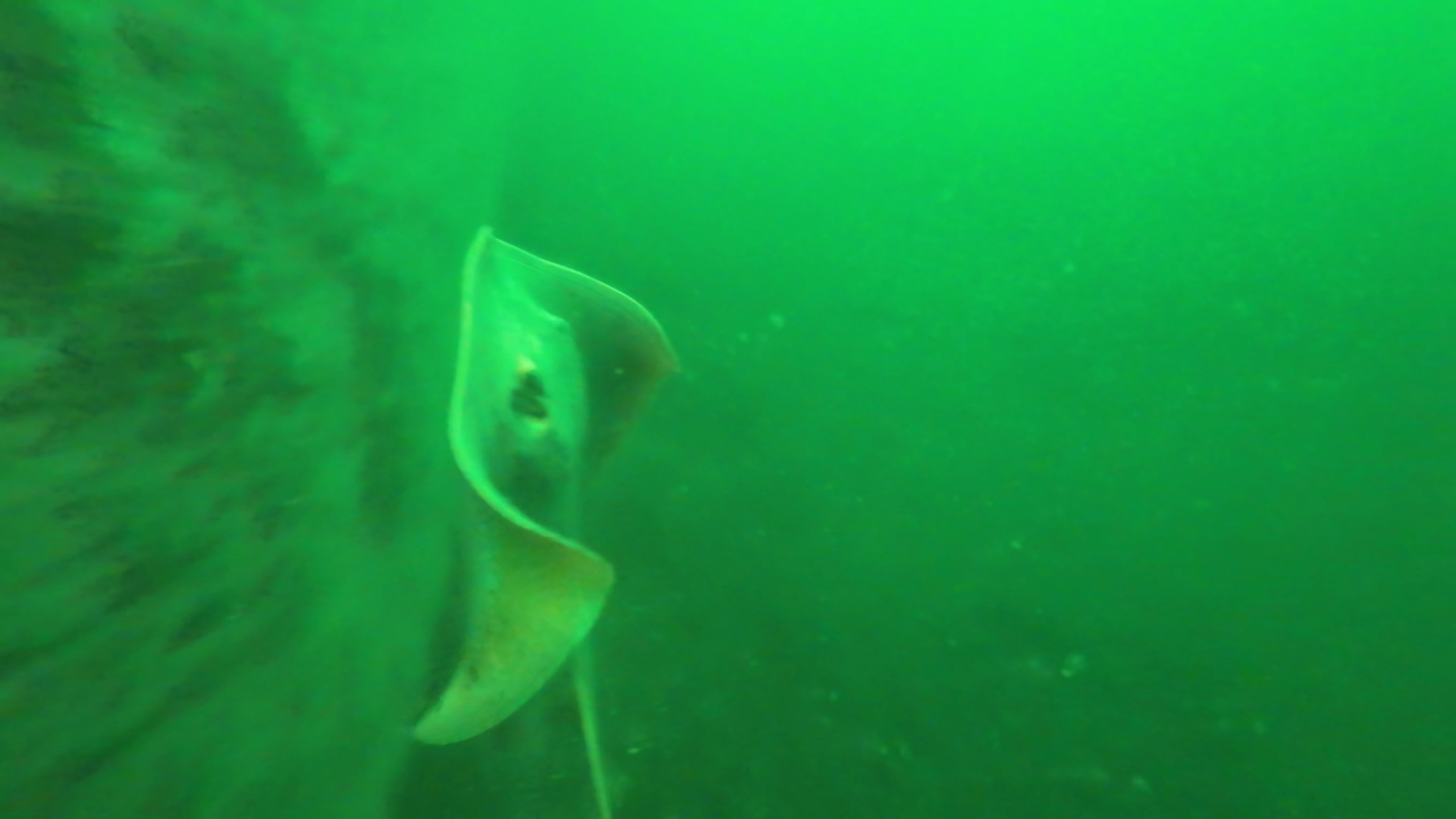 晴海緑道公園　釣り　水中映像