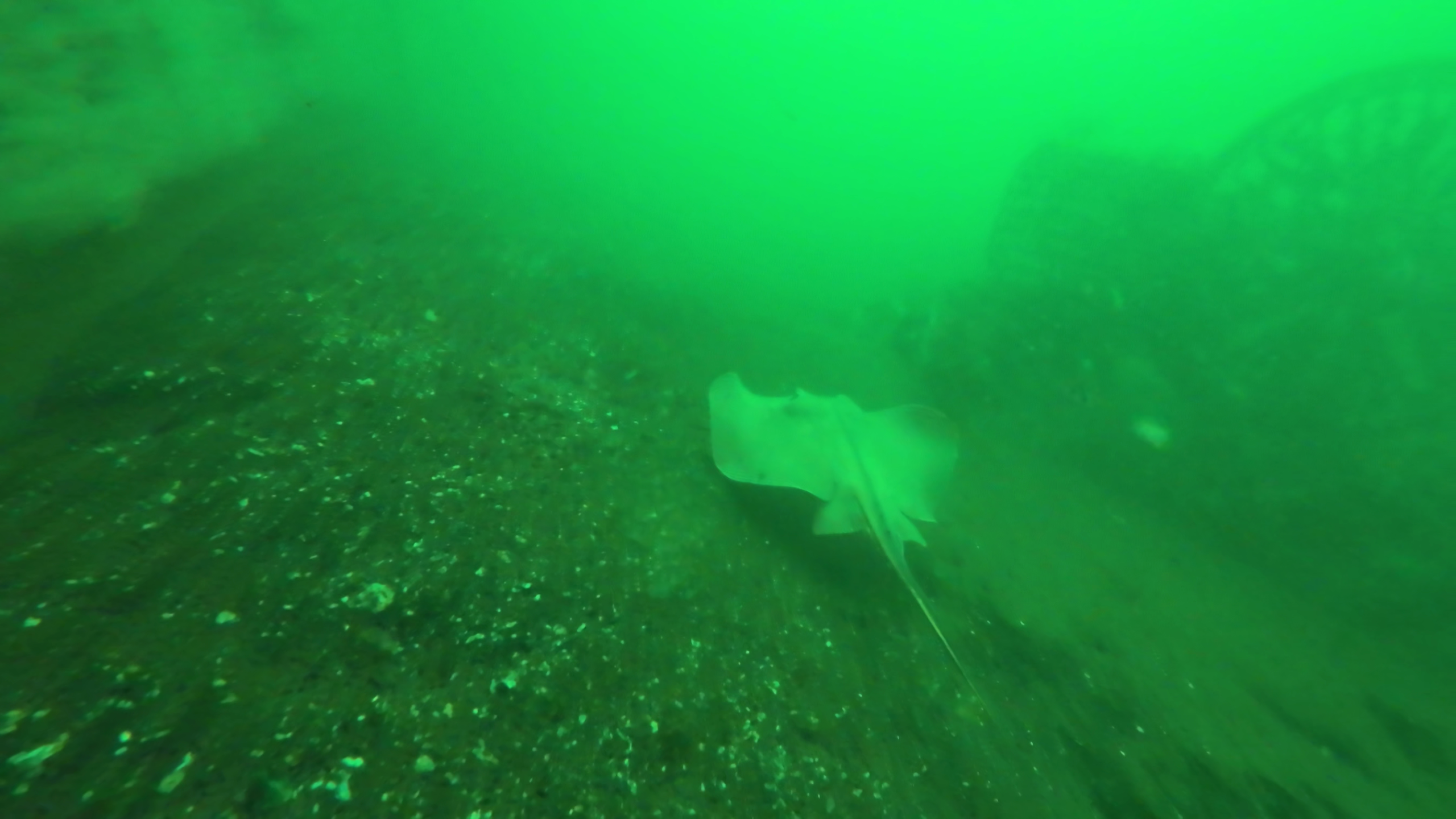 晴海緑道公園　釣り　水中映像