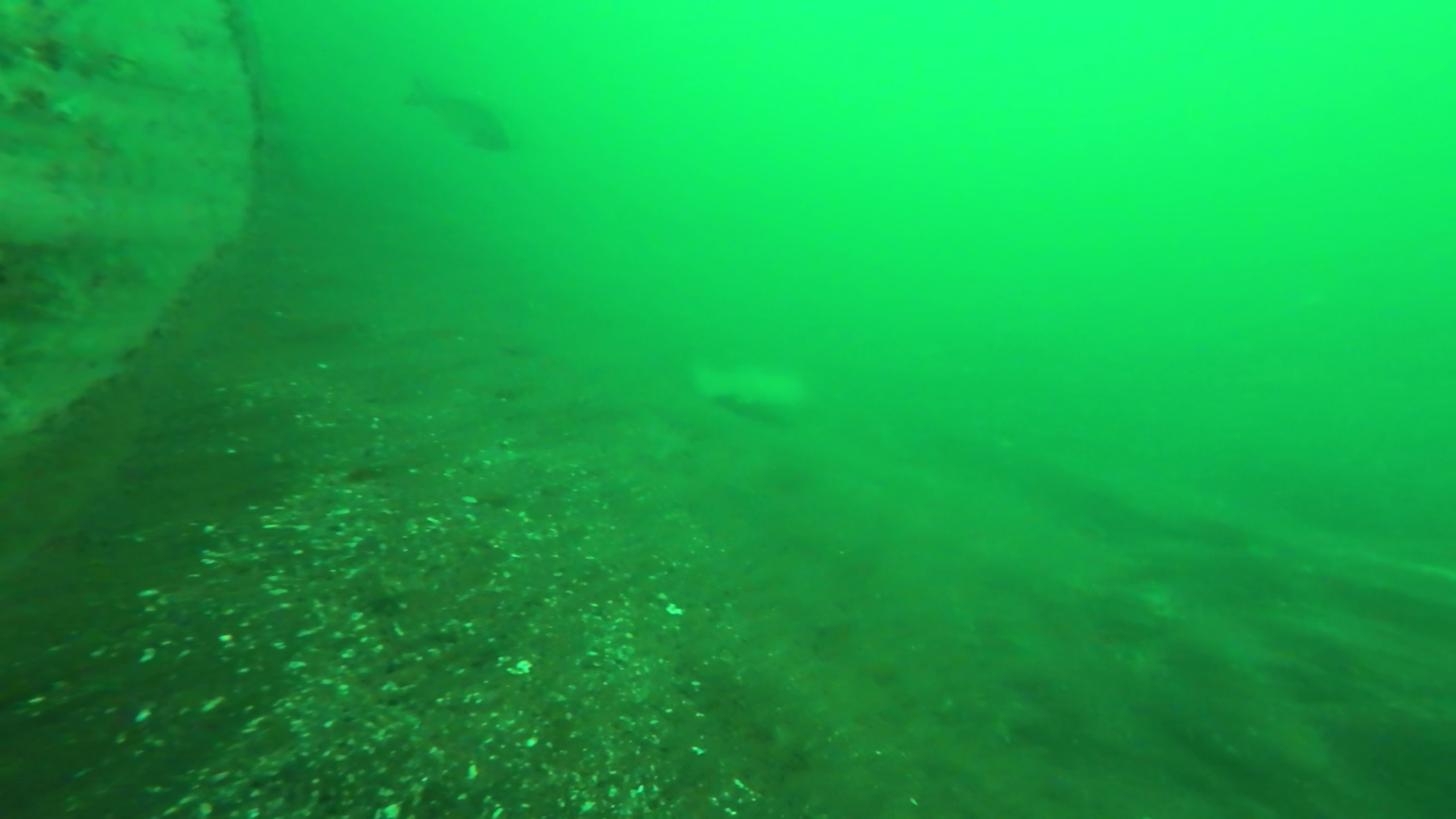 晴海緑道公園　釣り　水中映像